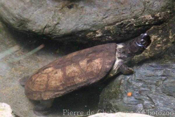 Malayan flat-shelled turtle