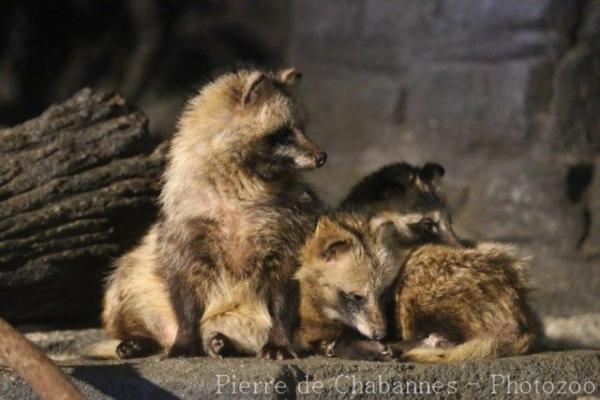 Hokkaido raccoon dog