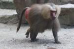 Hamadryas baboon