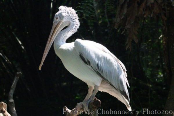 Dalmatian pelican