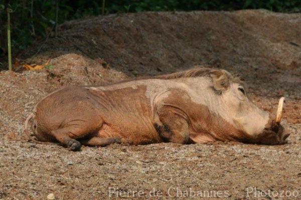 Desert warthog