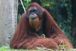 Sumatran orangutan