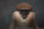 Purple-faced langur