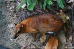 Greater oriental chevrotain