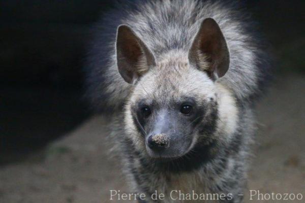 Striped hyaena