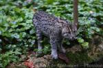 Fishing cat