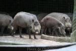 Malayan bearded pig