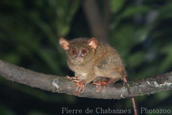 Gursky’s spectral tarsier