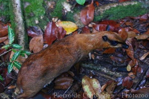 Greater oriental chevrotain