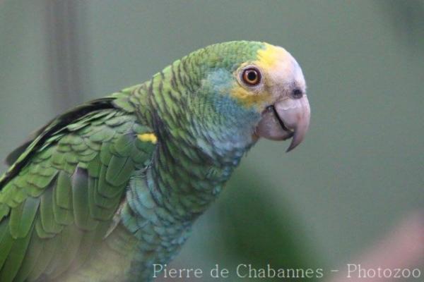 Yellow-shouldered amazon