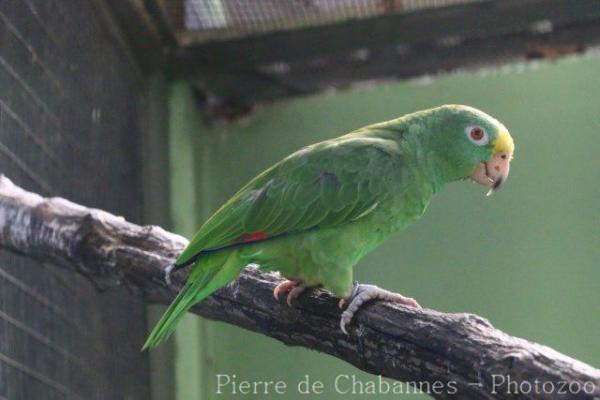 Yellow-crowned amazon