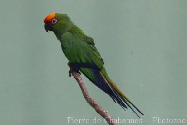 Golden-capped parakeet