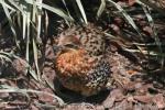 Mountain bamboo-partridge