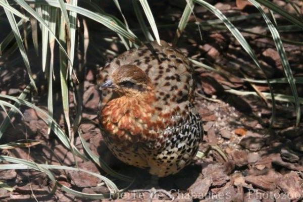 Mountain bamboo-partridge