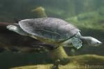 Southern river terrapin