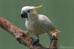 Yellow-crested cockatoo