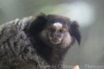 Black tufted-ear marmoset