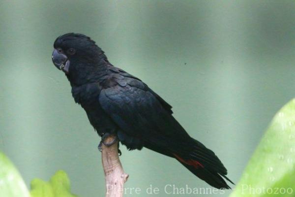 Red-tailed black cockatoo