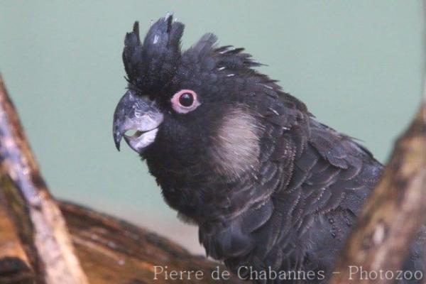 Short-tailed black cockatoo