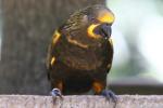 Brown lory