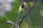 Blue-winged leafbird