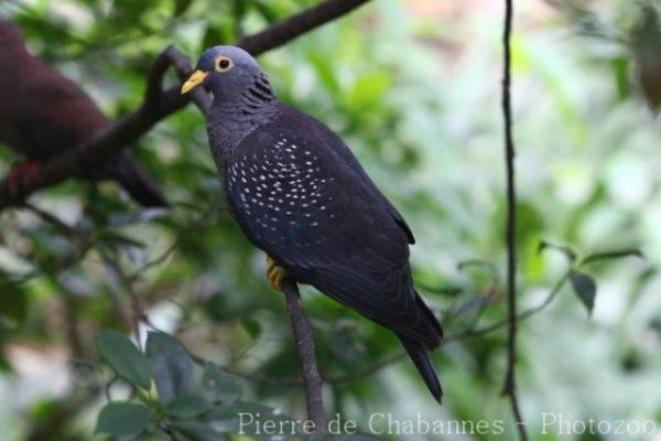 African olive-pigeon