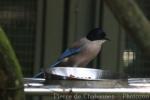 Iberian azure-winged magpie