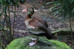 Black-bellied whistling-duck