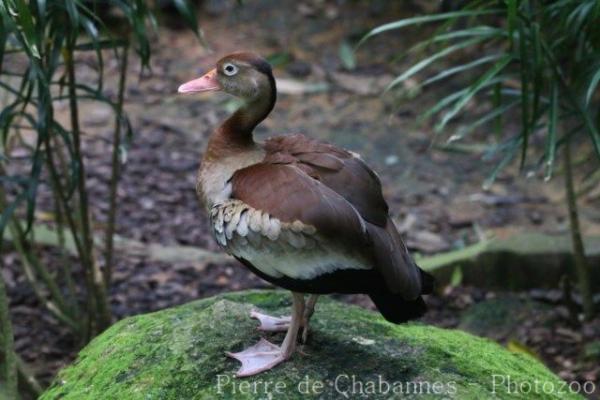 Black-bellied whistling-duck