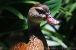 Spotted whistling-duck