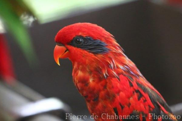 Blue-streaked lory