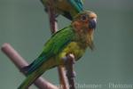 Brown-throated parakeet