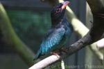 Oriental dollarbird