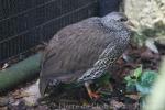 Natal francolin