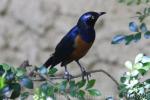 Hildebrandt's starling