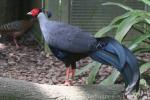 Siamese fireback pheasant