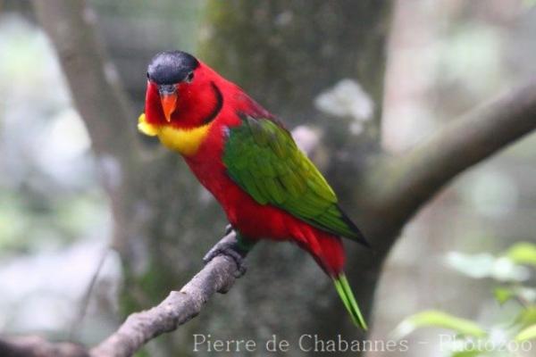 Yellow-bibbed lory