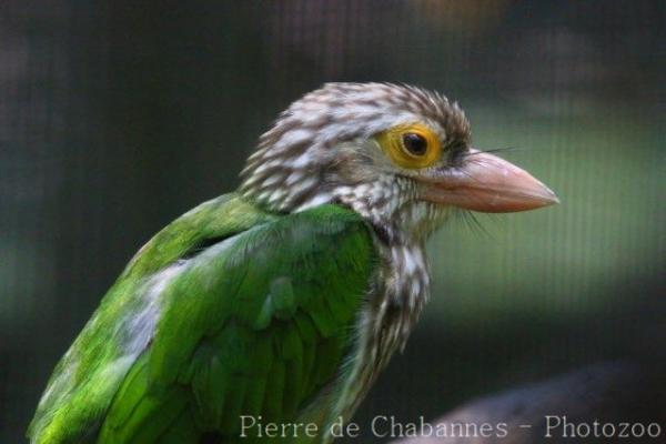 Lineated barbet