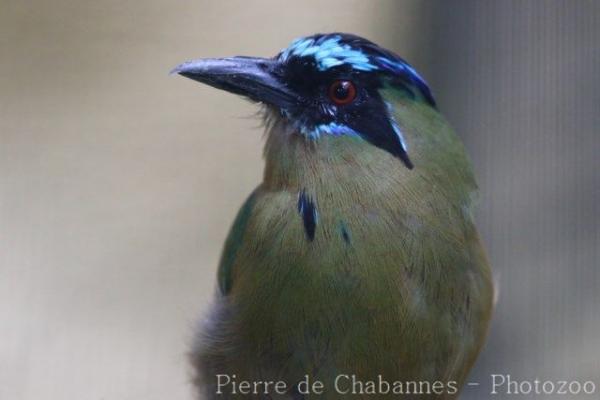 Blue-crowned motmot