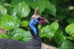 Helmeted guineafowl