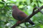 Peruvian pigeon