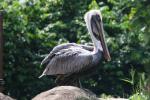 Brown pelican