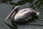 Spot-billed pelican