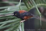 Chestnut-and-black weaver