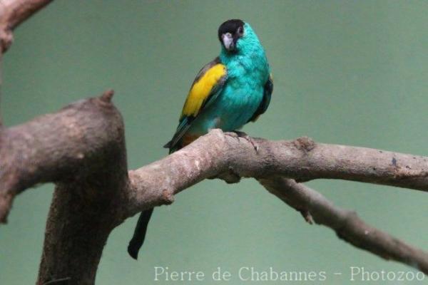 Hooded parrot