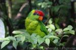 Iris lorikeet