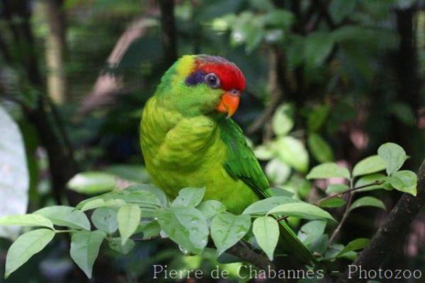 Iris lorikeet