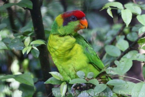 Iris lorikeet