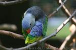 Blue-rumped parrot