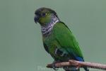 Maroon-tailed parakeet